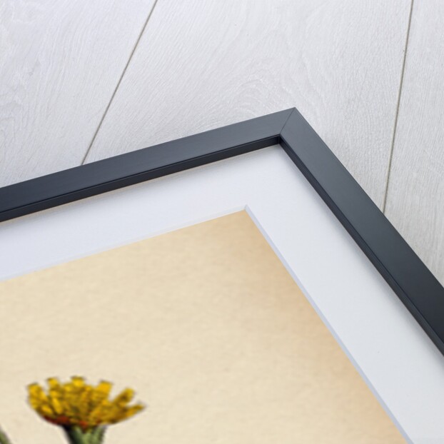 Leontodon Hirtus Hairy Hawk-Bit by Anonymous