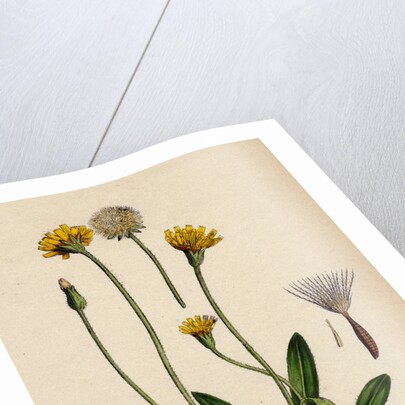 Leontodon Hirtus Hairy Hawk-Bit by Anonymous