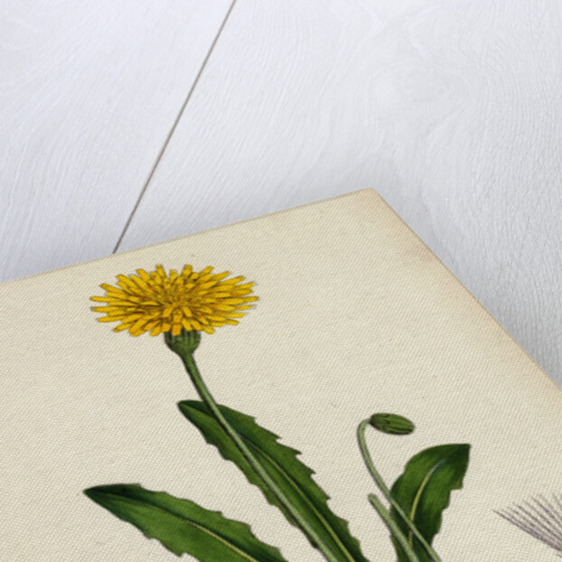 Leontodon Hispidus Rough Hawk-Bit by Anonymous