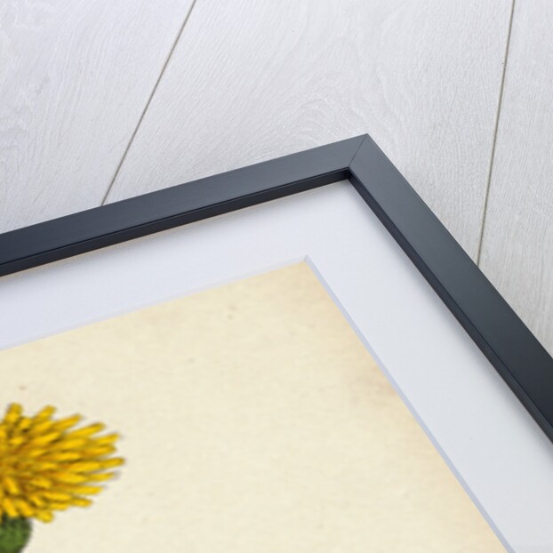 Leontodon Hispidus Rough Hawk-Bit by Anonymous