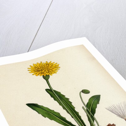 Leontodon Hispidus Rough Hawk-Bit by Anonymous