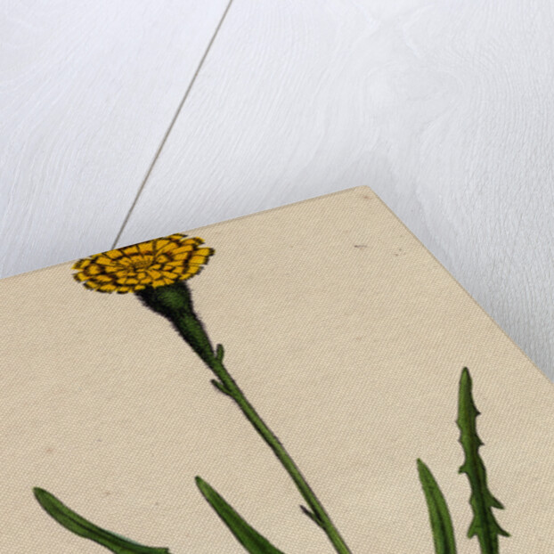 Leontodon Autumnalis Var. Pratensis Autumnal Hawk-Bit Var. B. by Anonymous