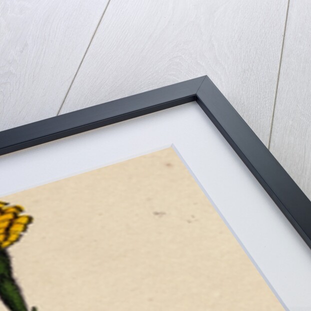 Leontodon Autumnalis Var. Pratensis Autumnal Hawk-Bit Var. B. by Anonymous