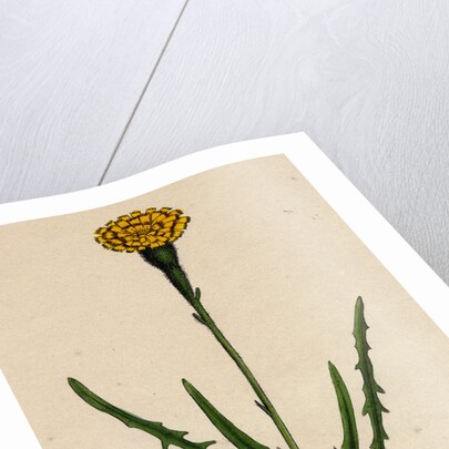 Leontodon Autumnalis Var. Pratensis Autumnal Hawk-Bit Var. B. by Anonymous