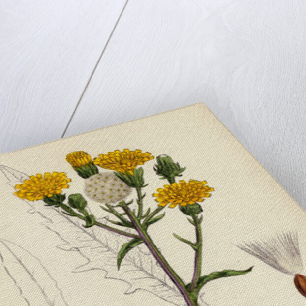 Picris Hieracioides Hawk-Weed Ox-Tongue by Anonymous