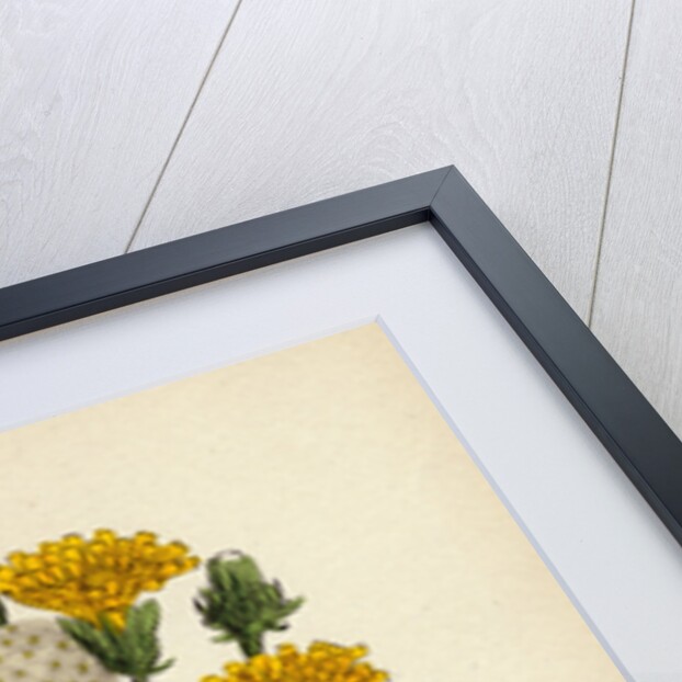 Picris Hieracioides Hawk-Weed Ox-Tongue by Anonymous