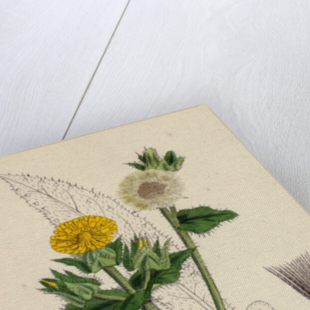 Helminthia Echioides Bristly Ox-Tongue by Anonymous