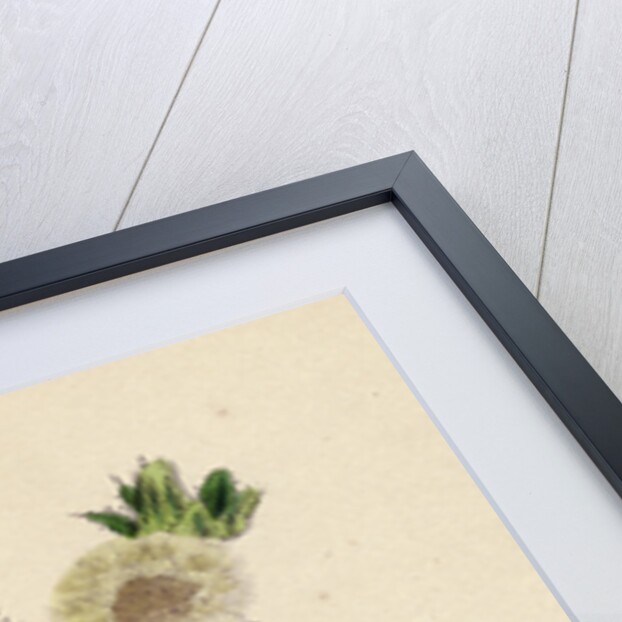 Helminthia Echioides Bristly Ox-Tongue by Anonymous