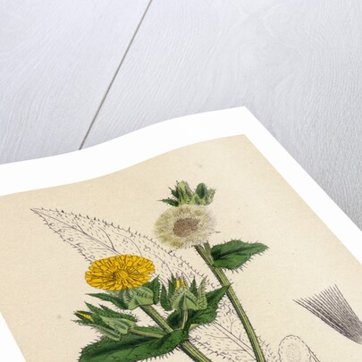 Helminthia Echioides Bristly Ox-Tongue by Anonymous