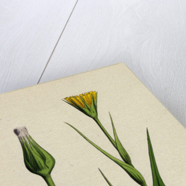 Tragopogon Pratensis Var. Genuinus Yellow Goat's-Beard Var. A. by Anonymous