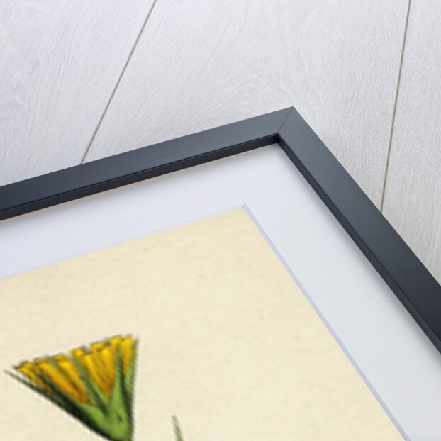 Tragopogon Pratensis Var. Genuinus Yellow Goat's-Beard Var. A. by Anonymous