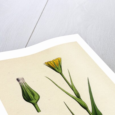 Tragopogon Pratensis Var. Genuinus Yellow Goat's-Beard Var. A. by Anonymous