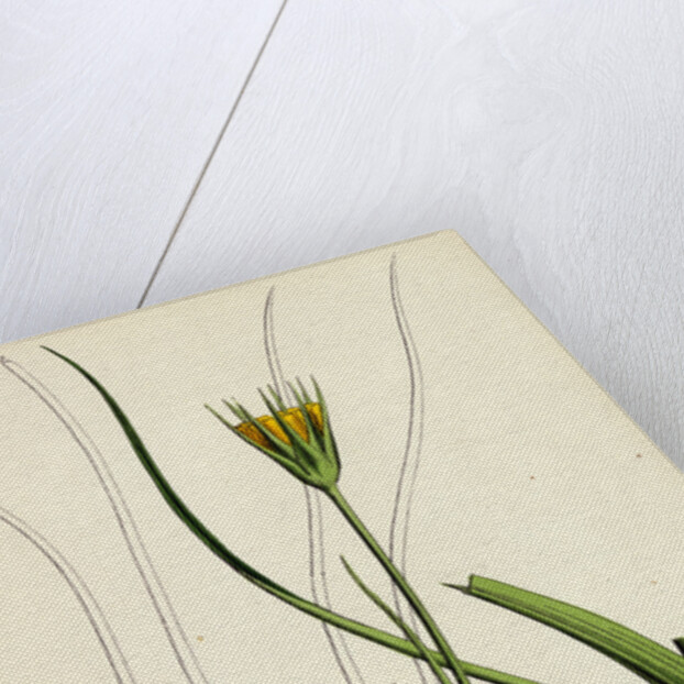 Tragopogon Pratensis Var. Minor Yellow Goat's-Beard Var. B. by Anonymous