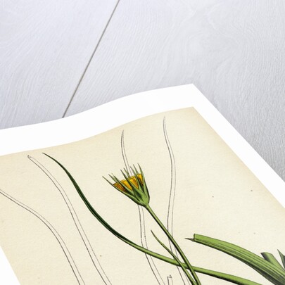 Tragopogon Pratensis Var. Minor Yellow Goat's-Beard Var. B. by Anonymous