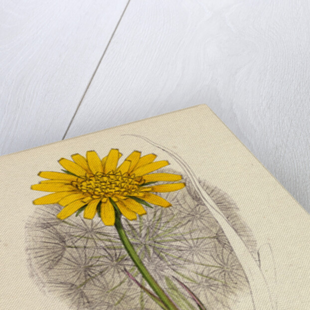 Tragopogon Pratensis Var. Grandiflorus Yellow Goat's-Beard Var. Y. by Anonymous