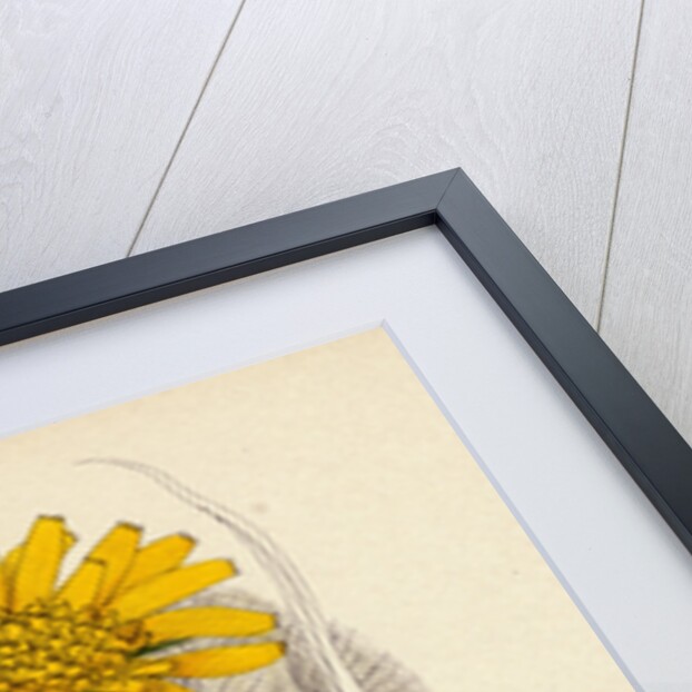 Tragopogon Pratensis Var. Grandiflorus Yellow Goat's-Beard Var. Y. by Anonymous