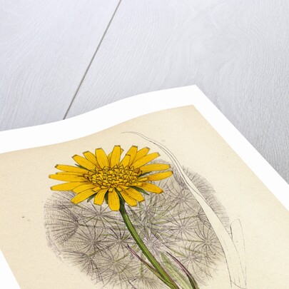 Tragopogon Pratensis Var. Grandiflorus Yellow Goat's-Beard Var. Y. by Anonymous