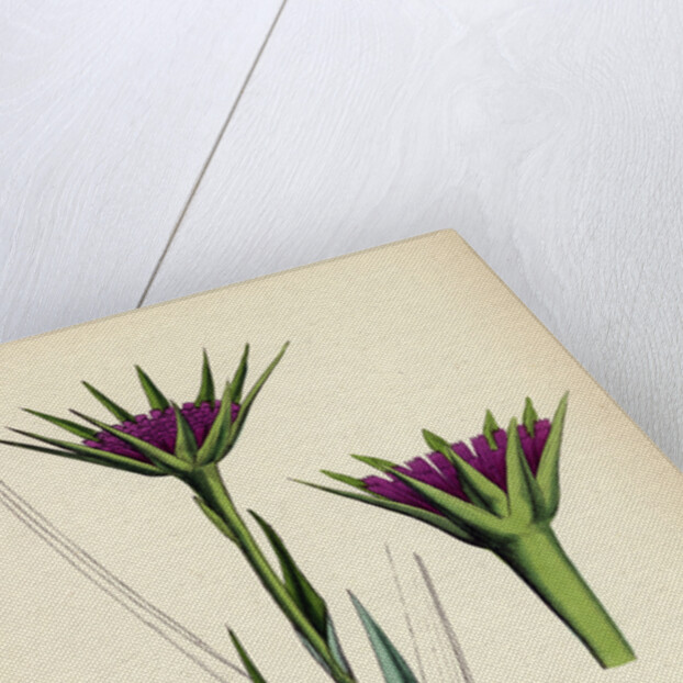 Tragopogon Porrifolius Salsify by Anonymous