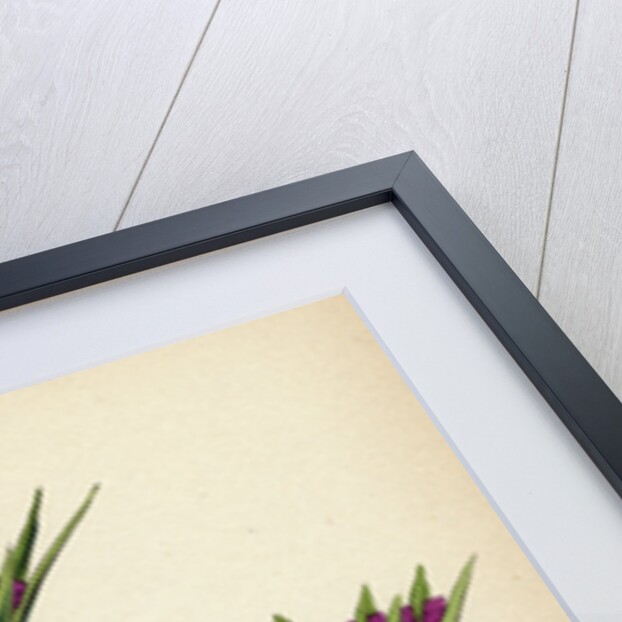 Tragopogon Porrifolius Salsify by Anonymous