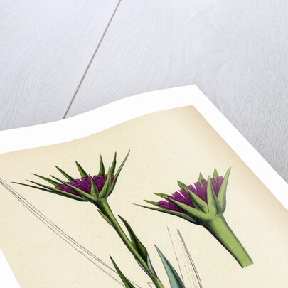 Tragopogon Porrifolius Salsify by Anonymous