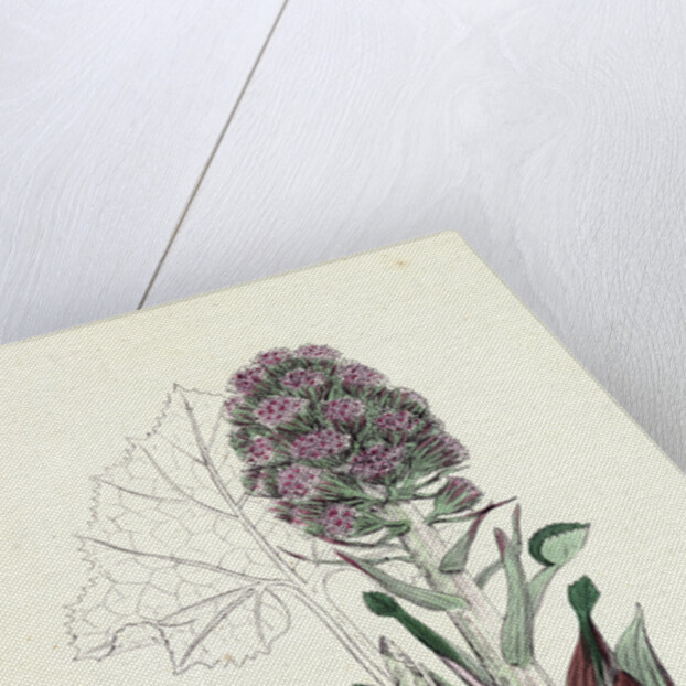 Petasites Vulgaris Common Butter-Bur Sub-Male by Anonymous