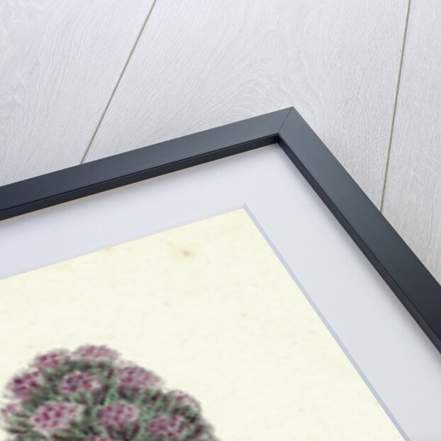 Petasites Vulgaris Common Butter-Bur Sub-Male by Anonymous