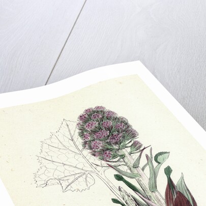 Petasites Vulgaris Common Butter-Bur Sub-Male by Anonymous