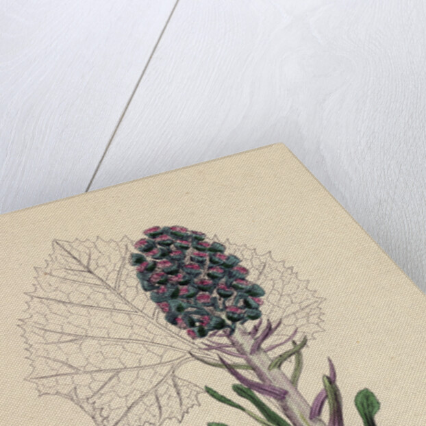 Petasites Vulgaris Common Butter-Bur Sub-Female by Anonymous