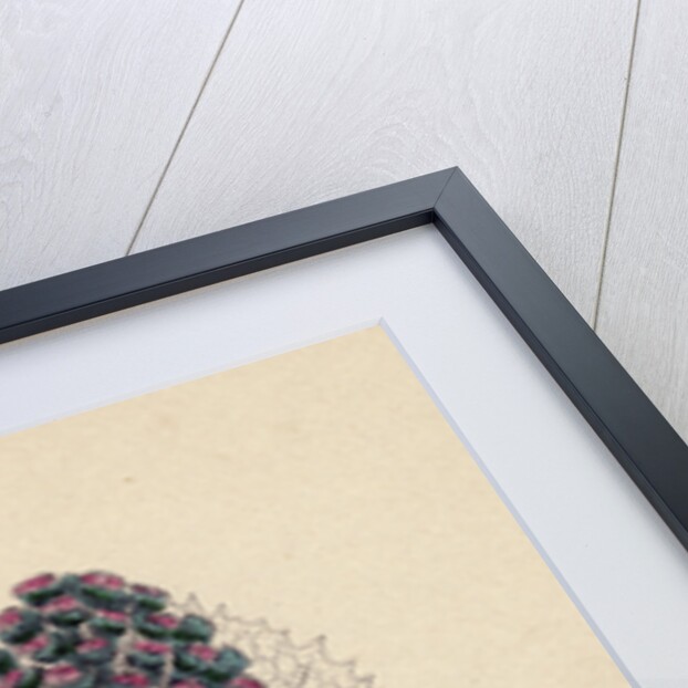 Petasites Vulgaris Common Butter-Bur Sub-Female by Anonymous