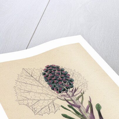 Petasites Vulgaris Common Butter-Bur Sub-Female by Anonymous