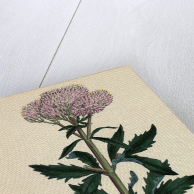 Eupatorium Cannabinum Common Hemp-Agrimony by Anonymous