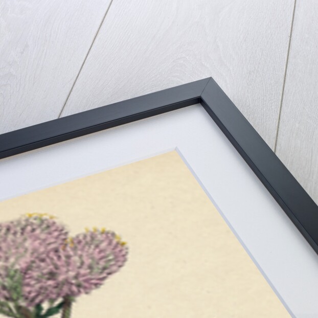 Eupatorium Cannabinum Common Hemp-Agrimony by Anonymous