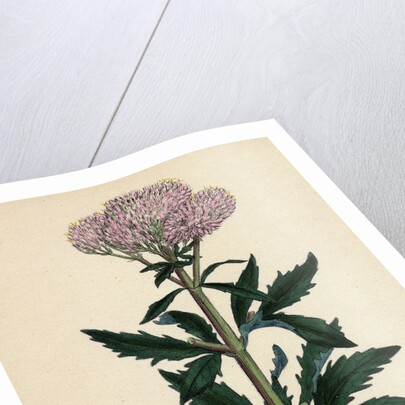 Eupatorium Cannabinum Common Hemp-Agrimony by Anonymous