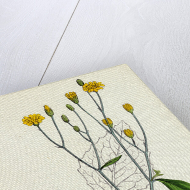 Lapsana Communis Common Nipple-Wort by Anonymous