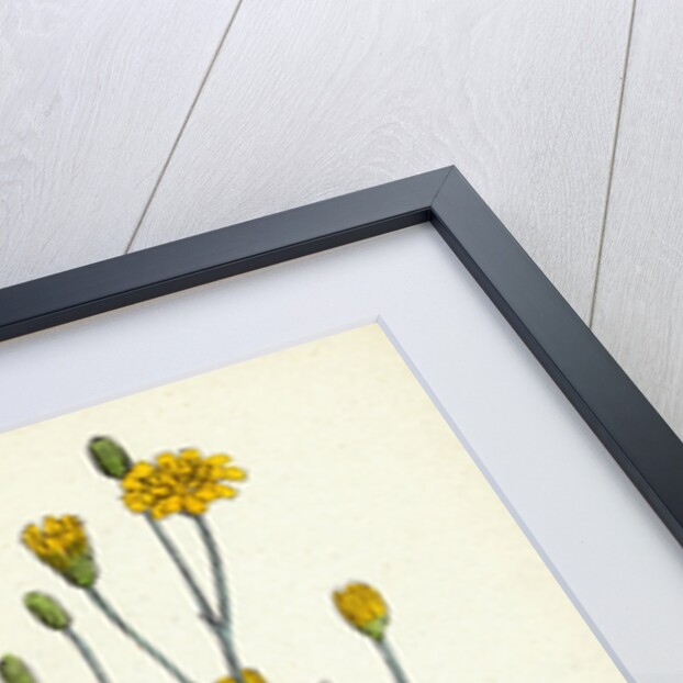 Lapsana Communis Common Nipple-Wort by Anonymous