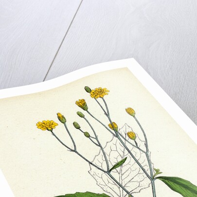 Lapsana Communis Common Nipple-Wort by Anonymous