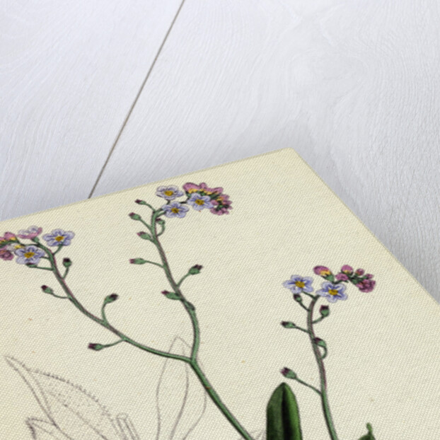 Myosotis Sylvatica Wood Forget-Me-Not by Anonymous