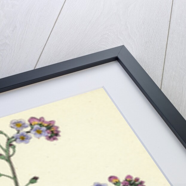 Myosotis Sylvatica Wood Forget-Me-Not by Anonymous