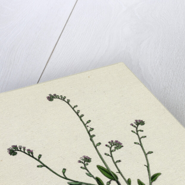 Myosotis Collina Dwarf Forget-Me-Not by Anonymous