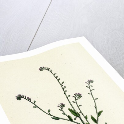 Myosotis Collina Dwarf Forget-Me-Not by Anonymous