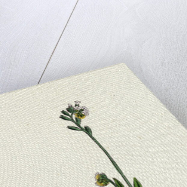 Myosotis Versicolor Yellow and Blue Forget-Me-Not by Anonymous