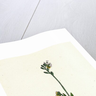 Myosotis Versicolor Yellow and Blue Forget-Me-Not by Anonymous