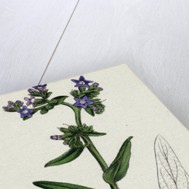 Anchusa Officinalis Common Alkanet by Anonymous