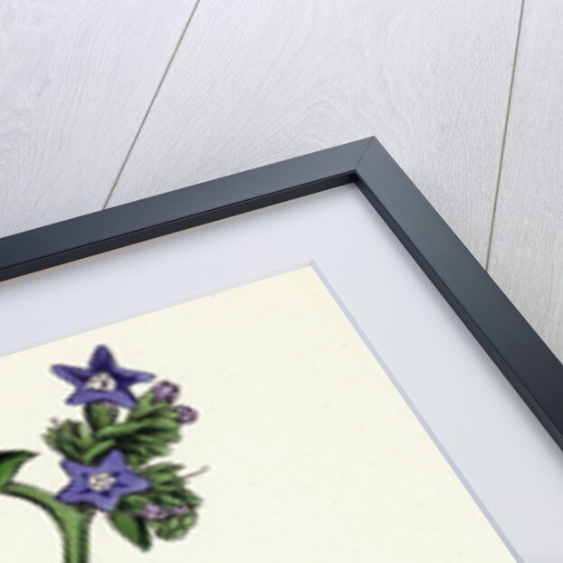 Anchusa Officinalis Common Alkanet by Anonymous