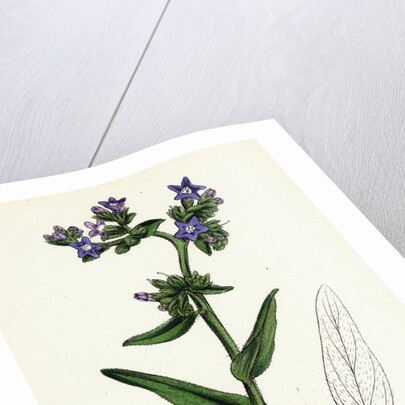 Anchusa Officinalis Common Alkanet by Anonymous