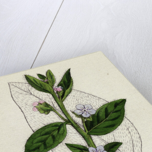 Anchusa Sempervirens Evergreen Alkanet by Anonymous