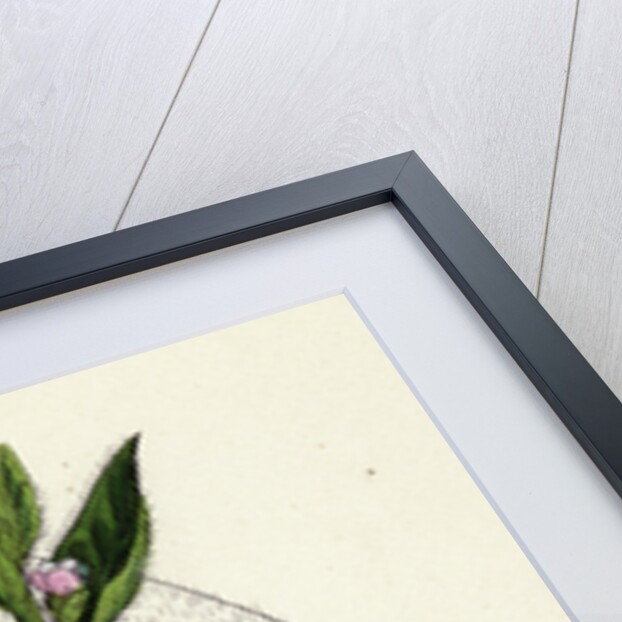 Anchusa Sempervirens Evergreen Alkanet by Anonymous