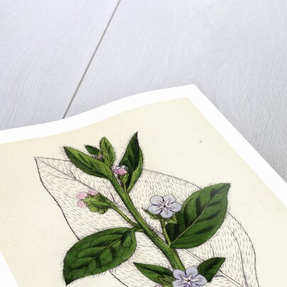 Anchusa Sempervirens Evergreen Alkanet by Anonymous