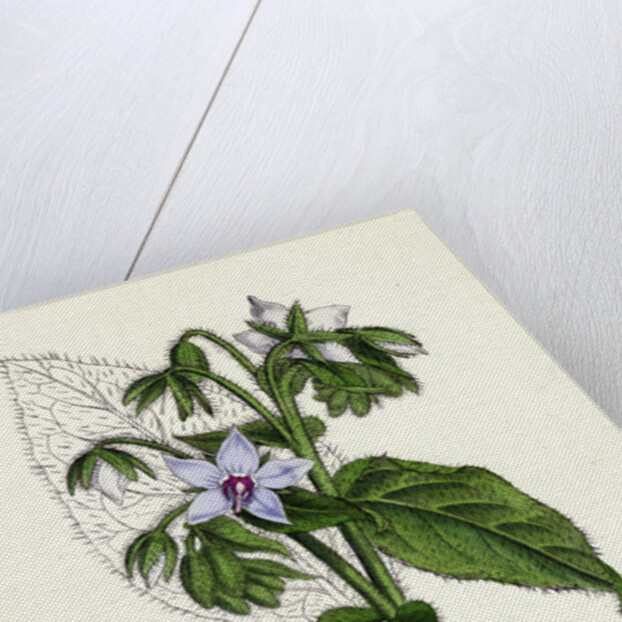 Borago Officinalis Common Borage by Anonymous