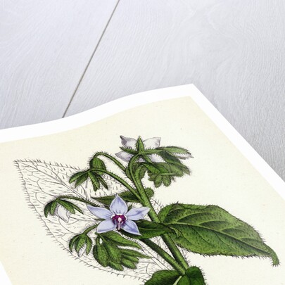 Borago Officinalis Common Borage by Anonymous